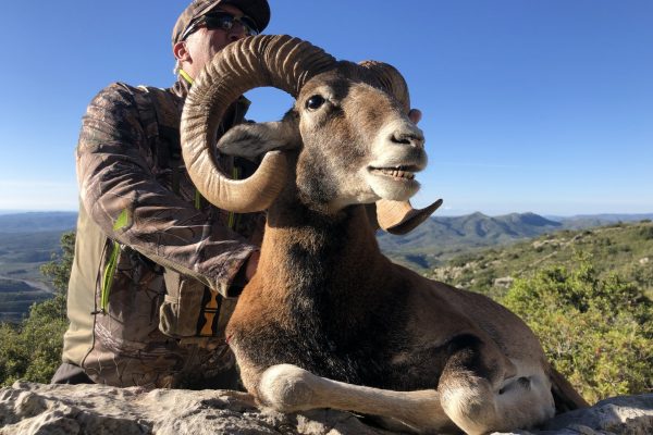 Iberian Mouflon