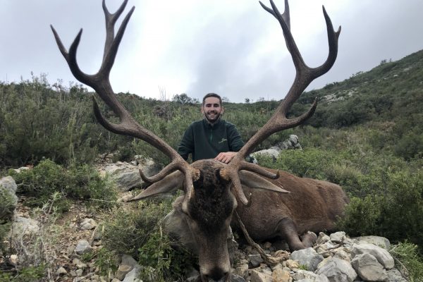Iberian Red Deer